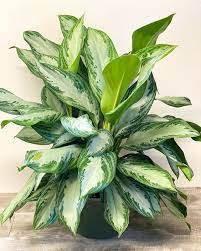 Aglaonema Sansevieria Green Seeds For Planting Plant Seeds