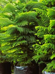 Araucaria Tree Seeds For Unique Planting Plant Seeds