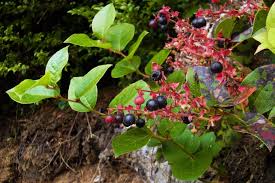 Salal Berry (Gaultheria shallon) Shrub Seeds – Pink & White Flowers, Blue Fruit