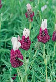 Red Lavender Flower seeds for Planting Bright Blooms, Heirloom & GMO Free Seeds for Home Garden vegetable and garden seeds