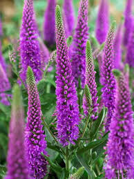 Veronica Flower seeds for Planting Sun Loving Heirloom & GMO Free Seeds for Home Garden vegetable and garden seeds