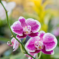 Phalaenopsis Flower seeds for Planting Low Maintenance Heirloom & GMO Free Seeds for Home Garden