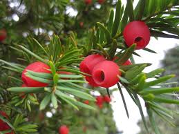Yew Tree Planting Seeds for Bonsai Creations