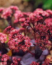 Pink Telephium Flower seeds for Planting Garden Favorite, Heirloom & GMO Free Seeds for Home Garden vegetable and garden seeds
