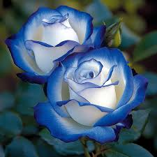 Light Blue Osiria Rose Flower seeds for Planting - Shade Tolerant, Heirloom & GMO Free Seeds for Home Garden