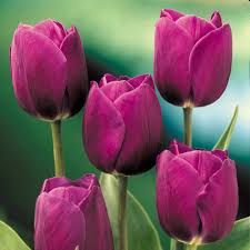 Dark Purple Tulip Flower Seeds For Vibrant Garden Planting And Stunning Spring Blooms