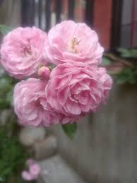 Light Pink Polyantha Rose Flower seeds for Planting - Bright Blooms, Heirloom & GMO Free Seeds for Home Garden