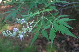 Vitex Negundo Planting Seeds - Premium Quality Foliage Shrub For Lush Greenery And Aromatic