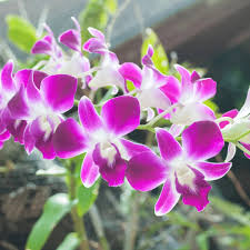Butterfly Orchids White Violet Flower seeds for Planting Fragrant Blossoms, Heirloom & GMO Free Seeds for Home Garden vegetable and garden seeds