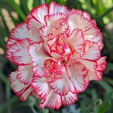 Red White Carnation Flower seeds for Planting Garden Favorite Heirloom & GMO Free Seeds for Home Garden