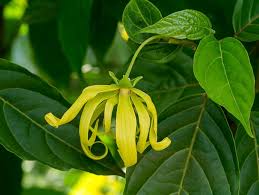 Odorata Flower seeds for Planting Cut Flower Favorite, Heirloom & GMO Free Seeds for Home Garden Sale vegetable and garden seeds