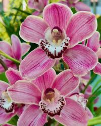 Cymbidium Orchid Flower seeds for Planting - Long Bloom Season, Heirloom & GMO Free Seeds for Home Garden