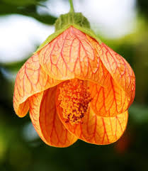 Maple Flower seeds for Planting, Fragrant Blossoms Heirloom & GMO Free Seeds for Home Garden