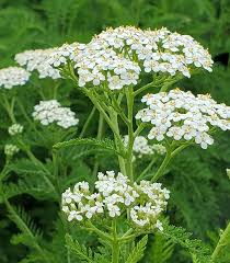 High quality White Bishops Flower seeds for Planting Vibrant Colors, Heirloom & GMO Free Seeds for Home Garden seeds pack