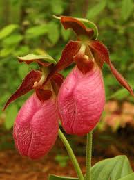 Premium Pink Cypripedium Acaule Flower seeds for Planting Shade Tolerant, Heirloom & GMO Free Seeds for Home Garden seeds