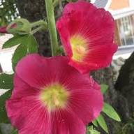High quality Malvarosa Flower seeds for Planting Vibrant Colors, Heirloom & GMO Free Seeds for Home Garden seeds pack