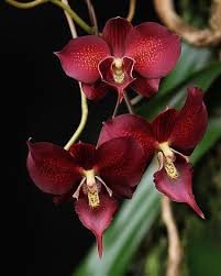 Dark Red Orchid Flower seeds for Planting - Fragrant Blossoms, Heirloom & GMO Free Seeds for Home Garden