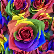 Mixed Rose Flower Seeds for Planting - Create Vibrant and Captivating Floral Displays