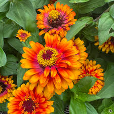 Zowie Flower seeds for Planting - Bright Blooms, Heirloom & GMO Free Seeds for Home Garden