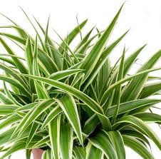 Chlorophytum Planting Seeds For Vibrant Greenery Plant Seeds