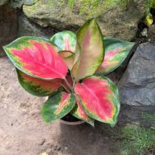 Red Green Aglaonema Plant Seeds Planting Flower