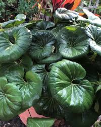 Farfugium Japonicum Flower seeds for Planting - Garden Favorite, Heirloom & GMO Free Seeds for Home Garden