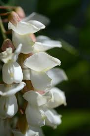 Pseudoacacia Flower seeds for Planting Cottage Garden Essential Heirloom & GMO Free Seeds for Home Garden