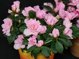 Simsii Bonsai Flower Seeds Planting Light Pink