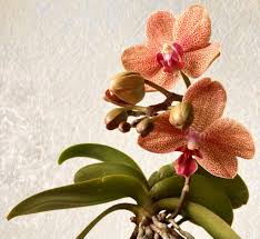 Green Brown Phalaenopsis Orchid Flower seeds for Planting Hardy Variety Heirloom & GMO Free Seeds for Home Garden