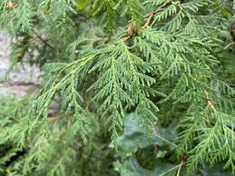 Thuja Plicata Tree Seeds: Planting Guide For Successful Growth