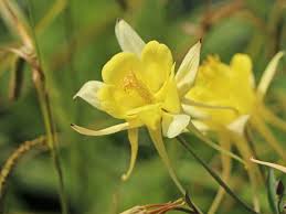Premium Akelei Pflanze Flower seeds for Planting Sun Loving, Heirloom & GMO Free Seeds for Home Garden seeds