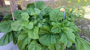 Florida Mustard Seeds For Planting - Peppery Leaf Variety Plant Seeds
