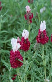 Premium Red Lavender Flower seeds for Planting Bright Blooms, Heirloom & GMO Free Seeds for Home Garden seeds