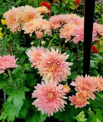 Bonsai Chrysanthemum Flower seeds for Planting - Compact Growth, Heirloom & GMO Free Seeds for Home Garden