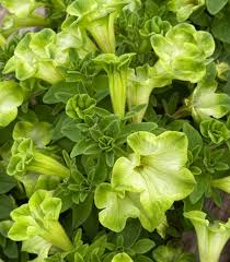 Green Petunia Flower seeds for Planting Premium Quality Heirloom & GMO Free Seeds for Home Garden