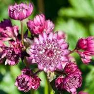 High quality Masterwort Flower seeds for Planting Garden Favorite, Heirloom & GMO Free Seeds for Home Garden seeds pack