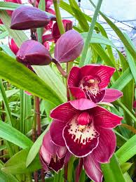 Purple Orchid Cymbidium Flower seeds for Planting - Fragrant Blossoms, Heirloom & GMO Free Seeds for Home Garden