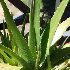 Aloe Cameron Light Green Seeds For Planting Herb