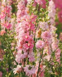 Delphinium Flower seeds for Planting - Cottage Garden Essential, Heirloom & GMO Free Seeds for Home Garden