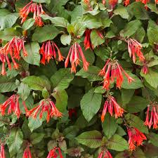 Orange Blue Fuchsia Hybrida Flower seeds for Planting Colorful Display Heirloom & GMO Free Seeds for Home Garden