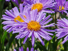 Aster Alpin Flower seeds for Planting Garden Favorite, Heirloom & GMO Free Seeds for Home Garden vegetable and garden seeds
