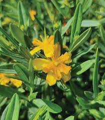 Euphorbia Lathyris Flower seeds for Planting Sun Loving, Heirloom & GMO Free Seeds for Home Garden vegetable and garden seeds