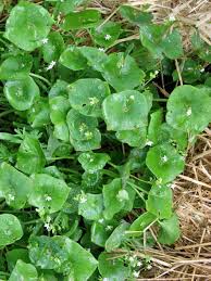 Green Claytonia Flower seeds for Planting - Cut Flower Favorite, Heirloom & GMO Free Seeds for Home Garden