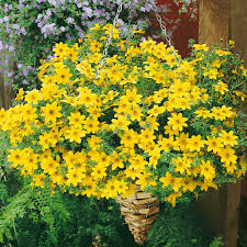Premium Yellow Bidens Flower seeds for Planting Low Maintenance, Heirloom & GMO Free Seeds for Home Garden seeds