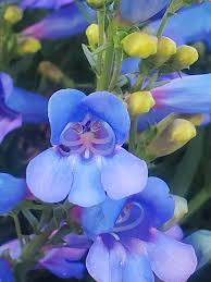 Penstemon Heterophyllus Flower seeds for Planting Wildflower Mix Heirloom & GMO Free Seeds for Home Garden