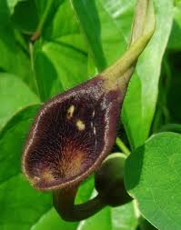 Aristolochia Debilis Seeds - Unique Vine Planting For Garden Enthusiasts Plant Seeds