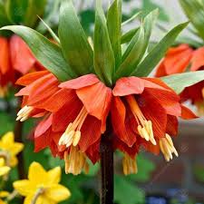 High quality Fritillaria Flower seeds for Planting Easy to Grow, Heirloom & GMO Free Seeds for Home Garden seeds pack