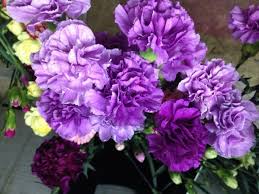 Premium Violet Caryophyllus Flower seeds for Planting Shade Tolerant, Heirloom & GMO Free Seeds for Home Garden seeds