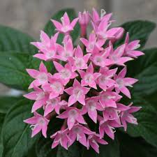 Pink Pentas Flower seeds for Planting Compact Growth, Heirloom & GMO Free Seeds for Home Garden vegetable and garden seeds
