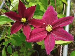 Premium Pink Yellow Clematis Flower seeds for Planting Cottage Garden Essential, Heirloom & GMO Free Seeds for Home Garden seeds